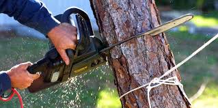 Best Tree Mulching  in Bellmore, NY