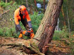 How Our Tree Care Process Works  in  Bellmore, NY