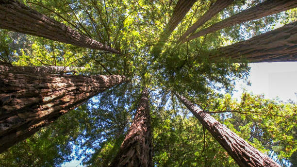 Best Tree Maintenance Programs  in Bellmore, NY