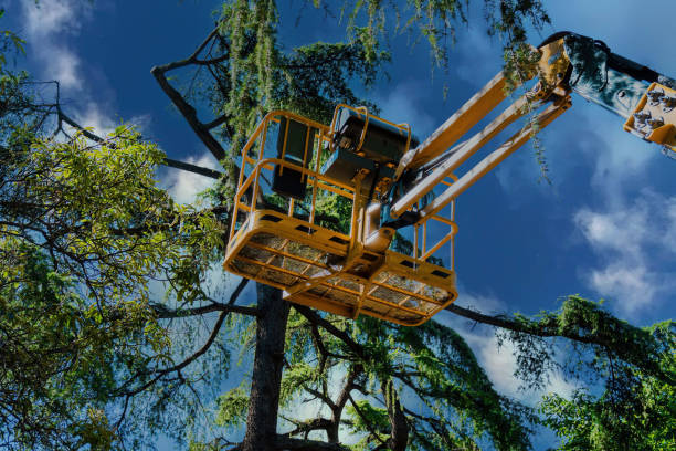 Best Leaf Removal  in Bellmore, NY
