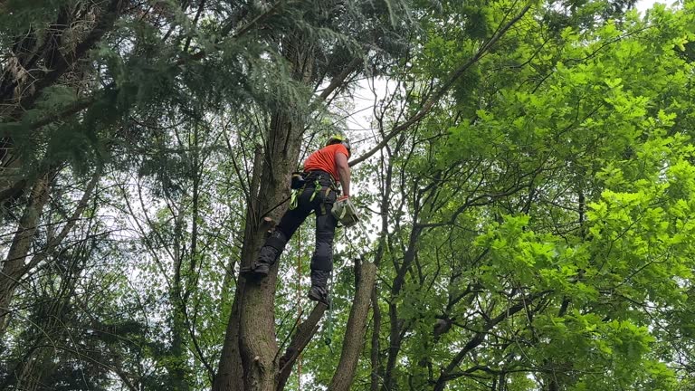 Best Commercial Tree Services  in Bellmore, NY