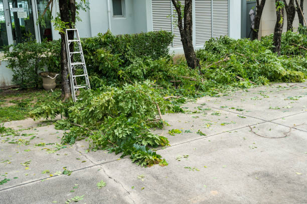 Reliable Bellmore, NY Tree Removal Solutions