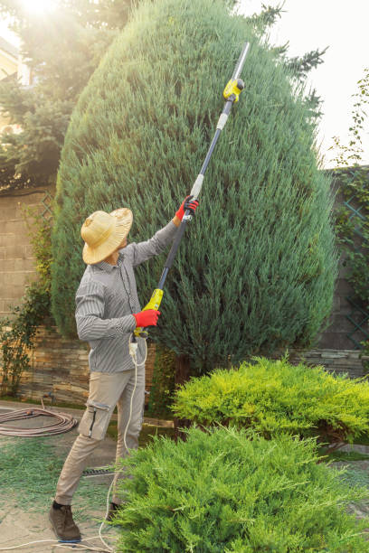 Best Hedge Trimming  in Bellmore, NY